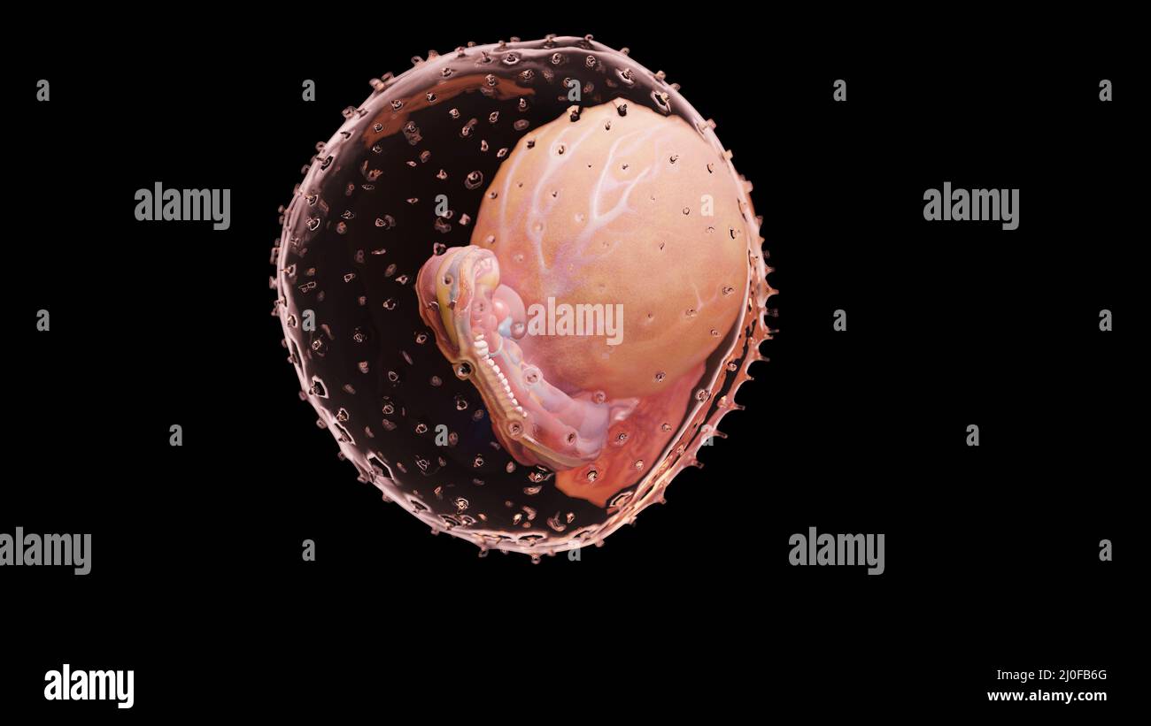 Embryo at week 4 illustration stock photo alamy