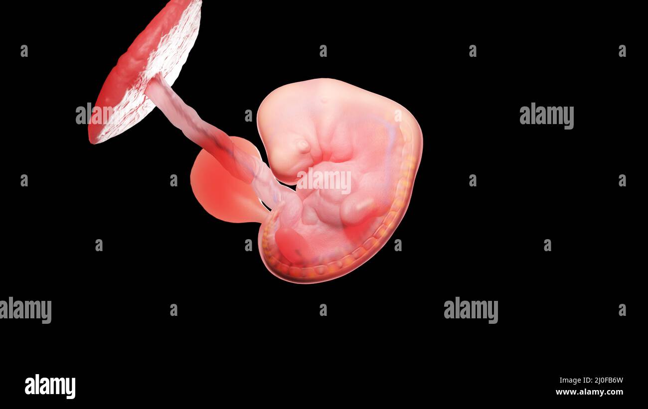 6 week human embryo hi-res stock photography and images - Alamy