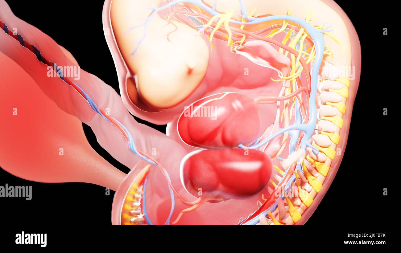 6 week human embryo hi-res stock photography and images - Alamy