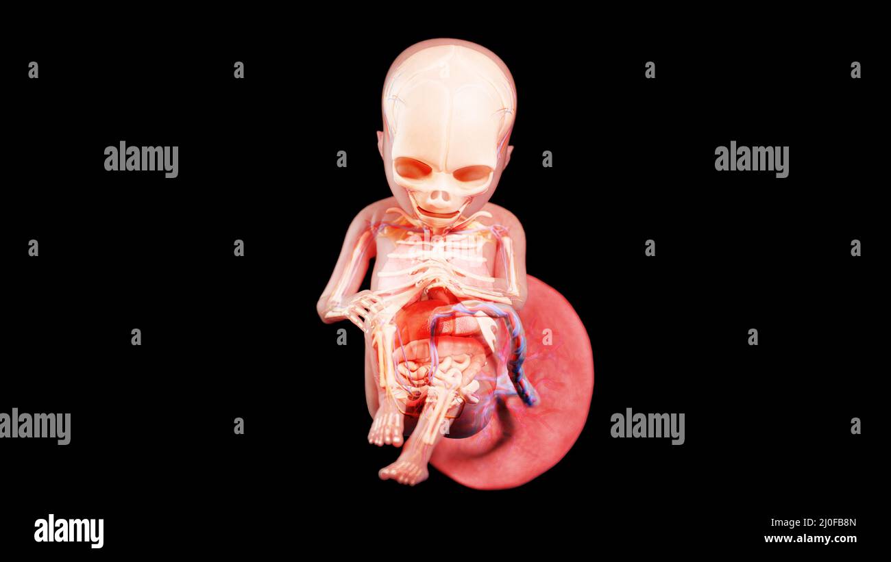 Human fetus at week 17, illustration Stock Photo - Alamy