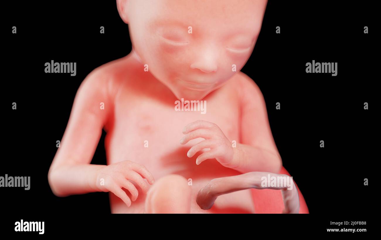 Human fetus at week 17, illustration Stock Photo - Alamy