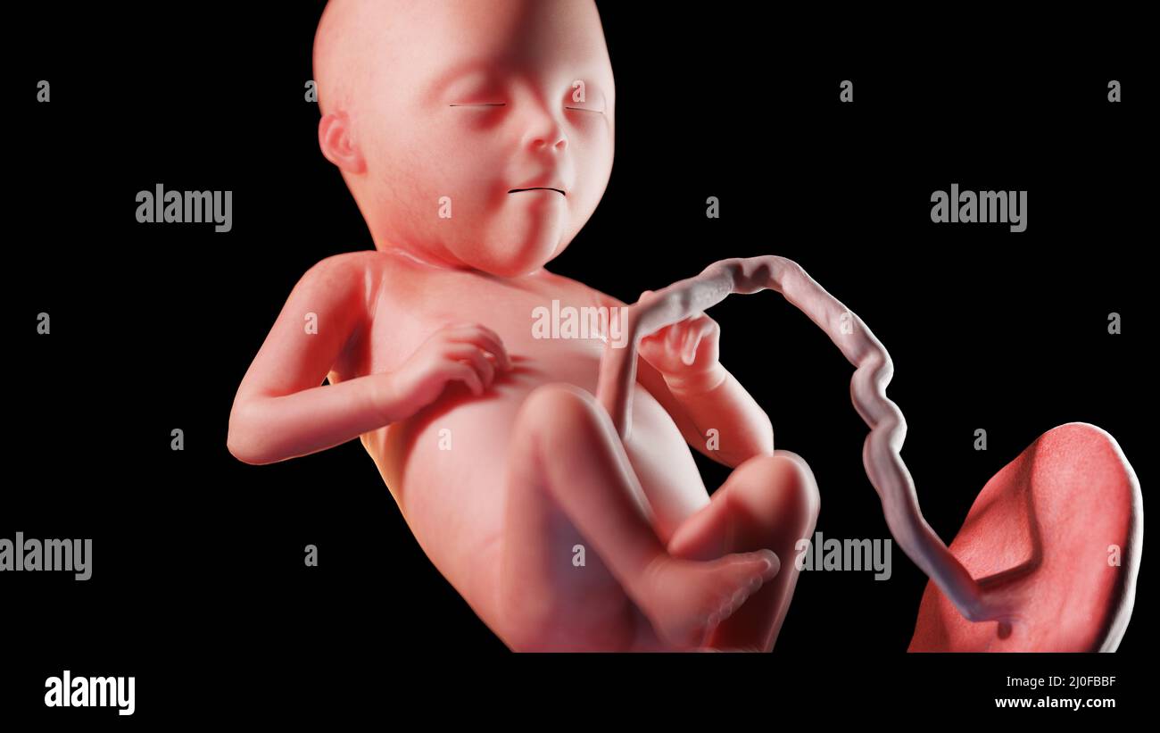21 week fetus hi-res stock photography and images - Alamy