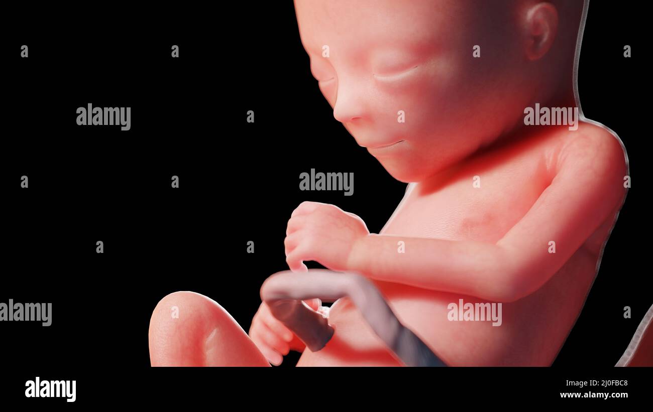 Human fetus at week 17, illustration Stock Photo - Alamy