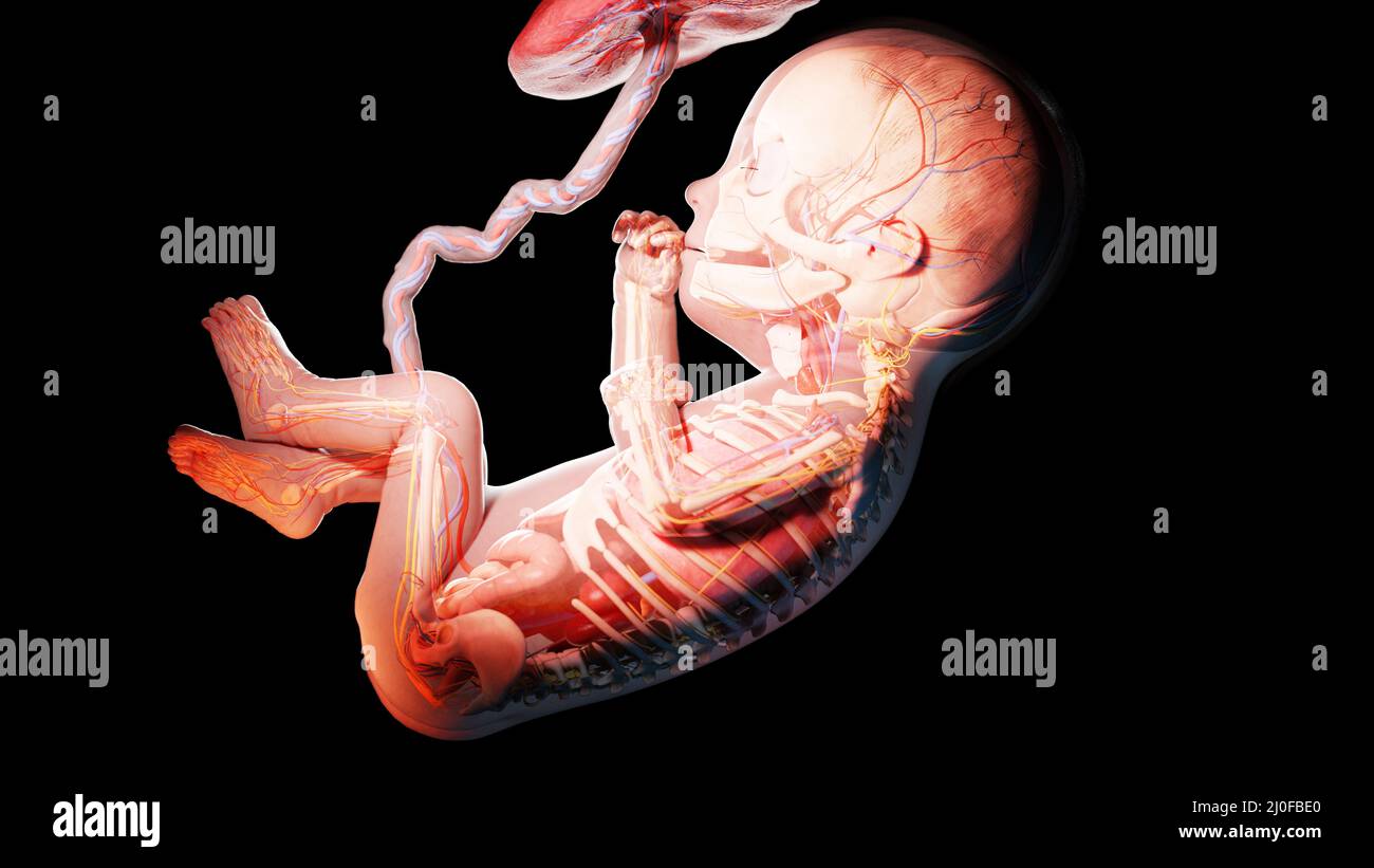 Pregnant illustration week 27 hi-res stock photography and images - Alamy