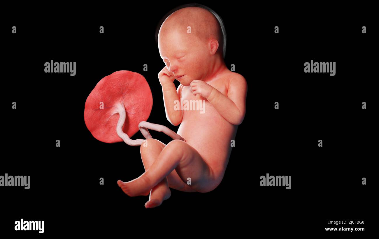 Human fetus at week 33, illustration Stock Photo - Alamy
