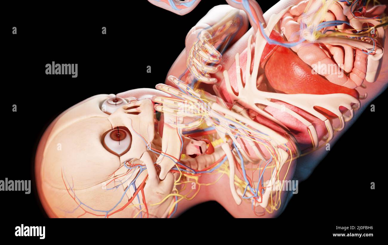 Human fetus at week 36, illustration Stock Photo - Alamy