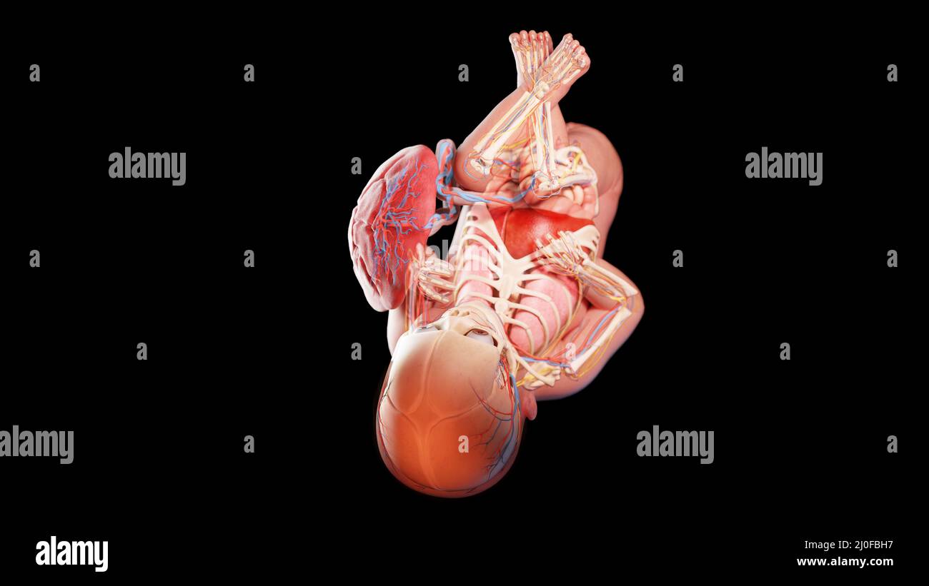 Human fetus at week 39, illustration Stock Photo - Alamy