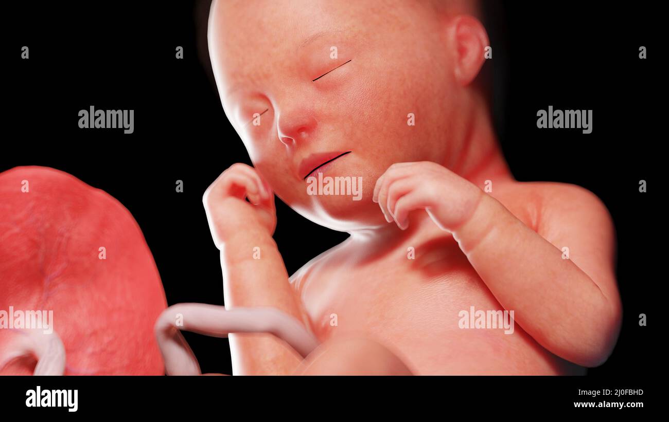 Human fetus at week 33, illustration Stock Photo - Alamy