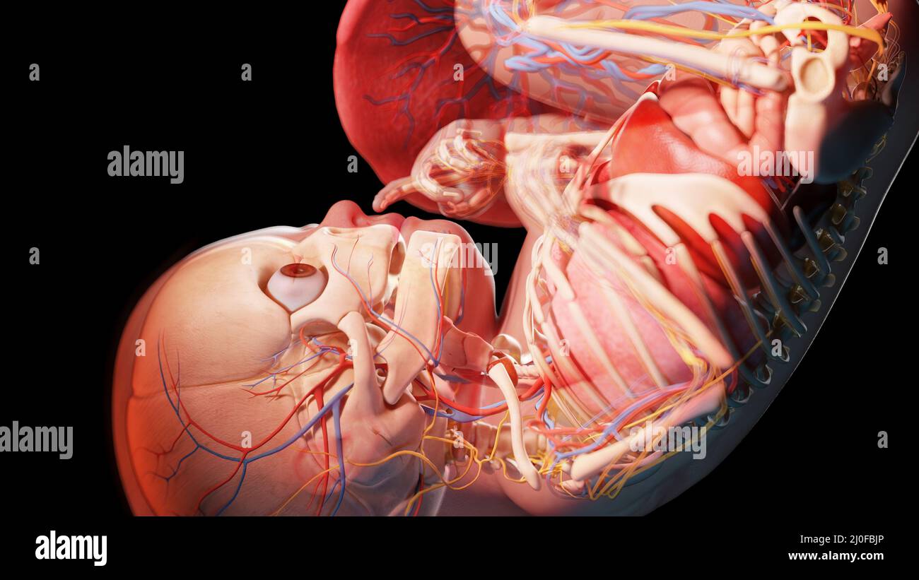 Human fetus at week 39, illustration Stock Photo - Alamy