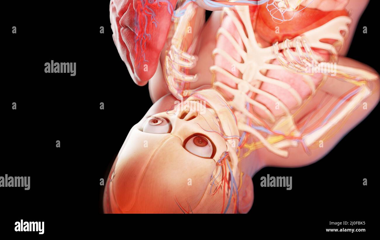 Human fetus at week 39, illustration Stock Photo - Alamy