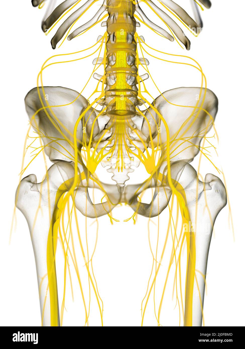 Pelvic nerves, illustration Stock Photo - Alamy