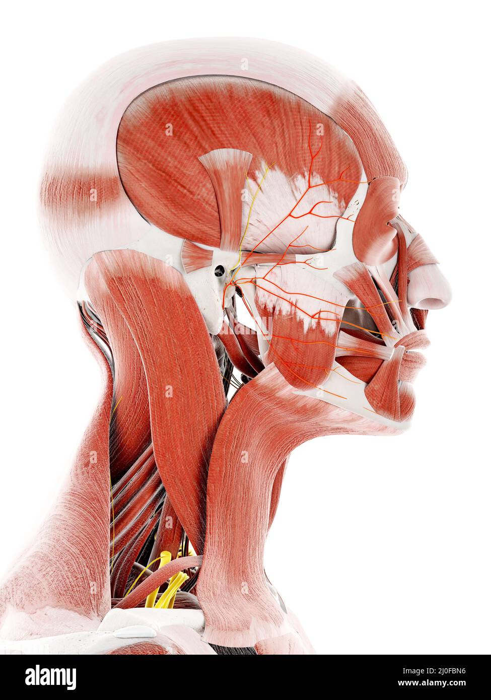 Facial nerve hi-res stock photography and images - Alamy