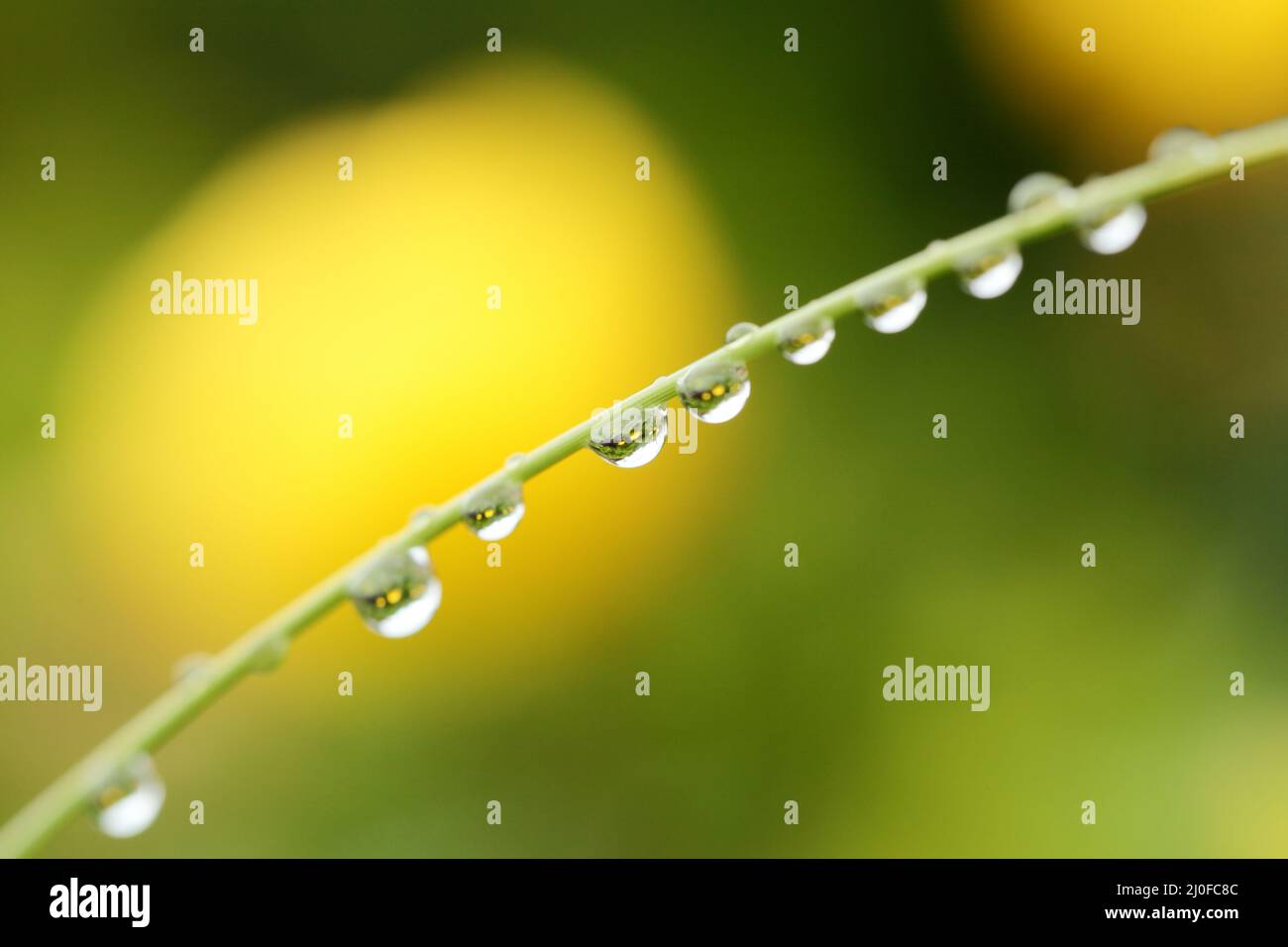 Water drops on grass Stock Photo