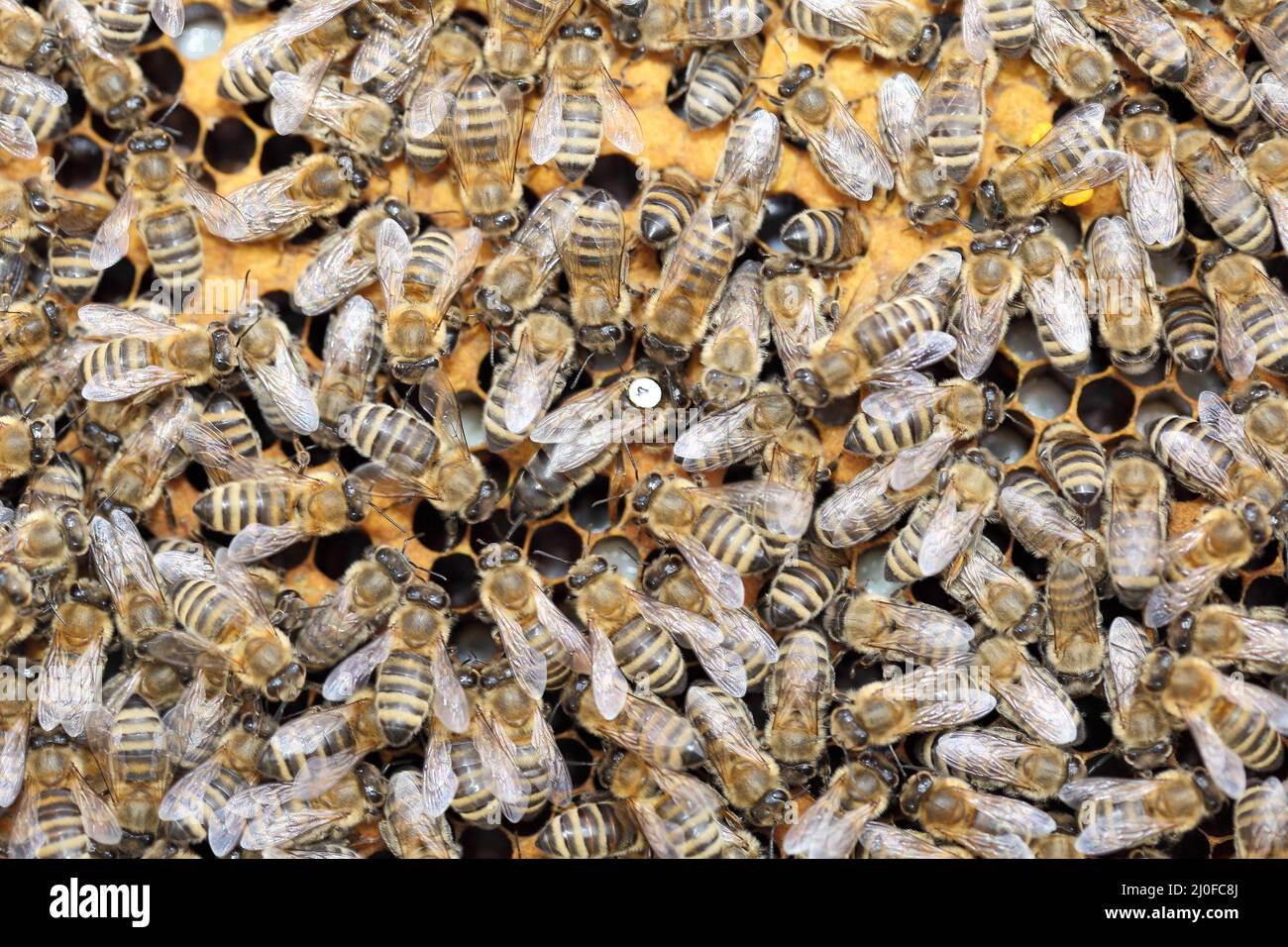 Bee hive with queen Stock Photo