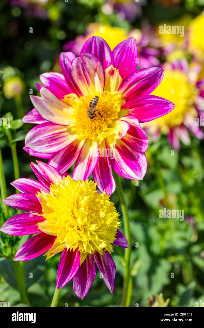 Decorative dahlias Tomo in full bloom Stock Photo - Alamy