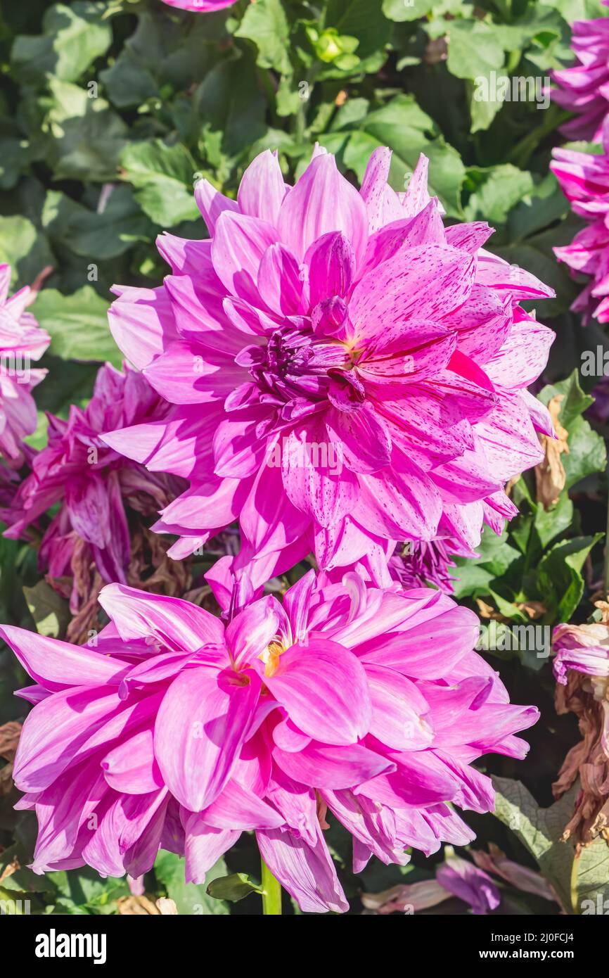 Decorative Dahlia - Alpen Pauline in full bloom Stock Photo