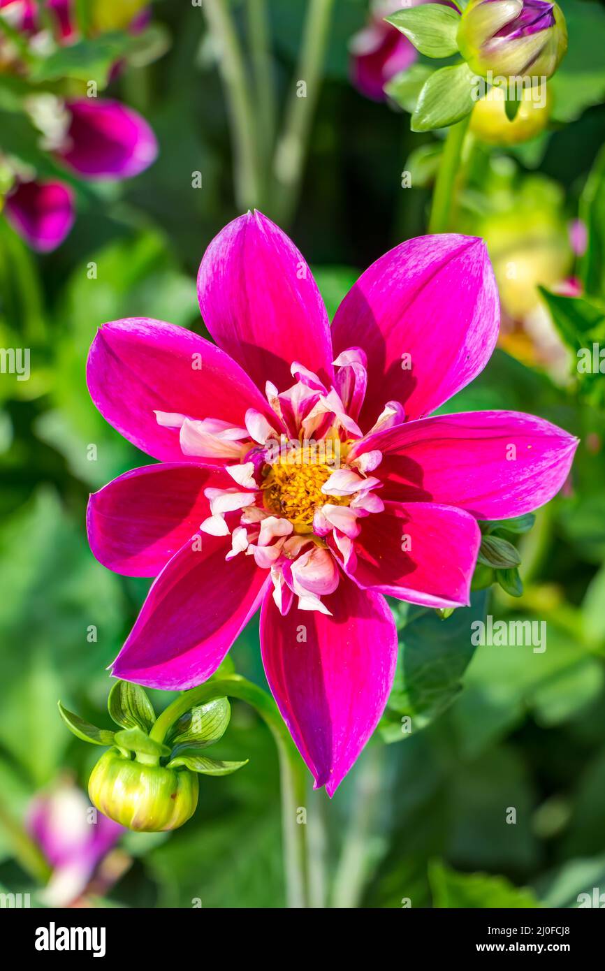 Decorative dahlias Tomo in full bloom Stock Photo - Alamy