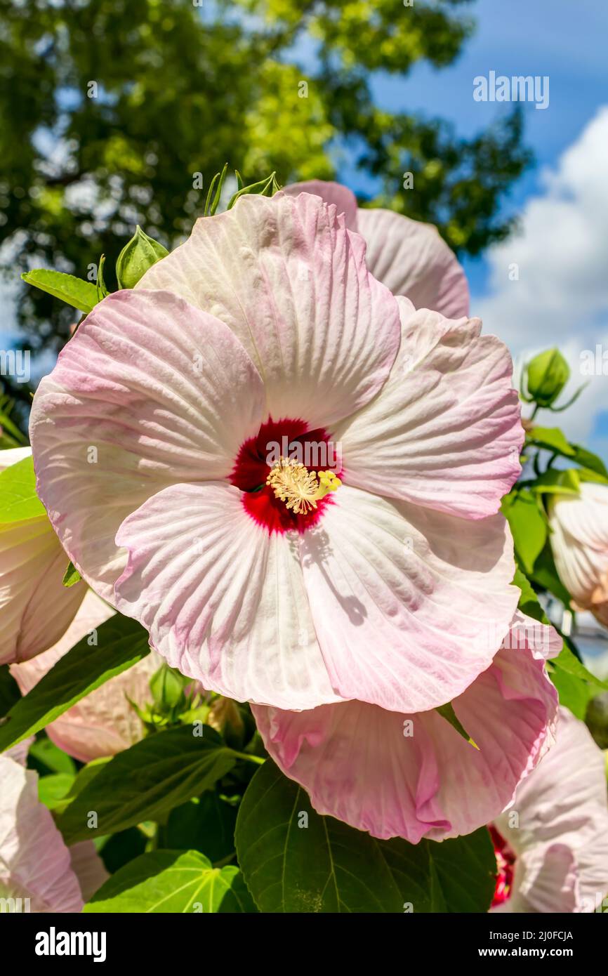 Perennial hibiscus in full bloom Stock Photo Alamy