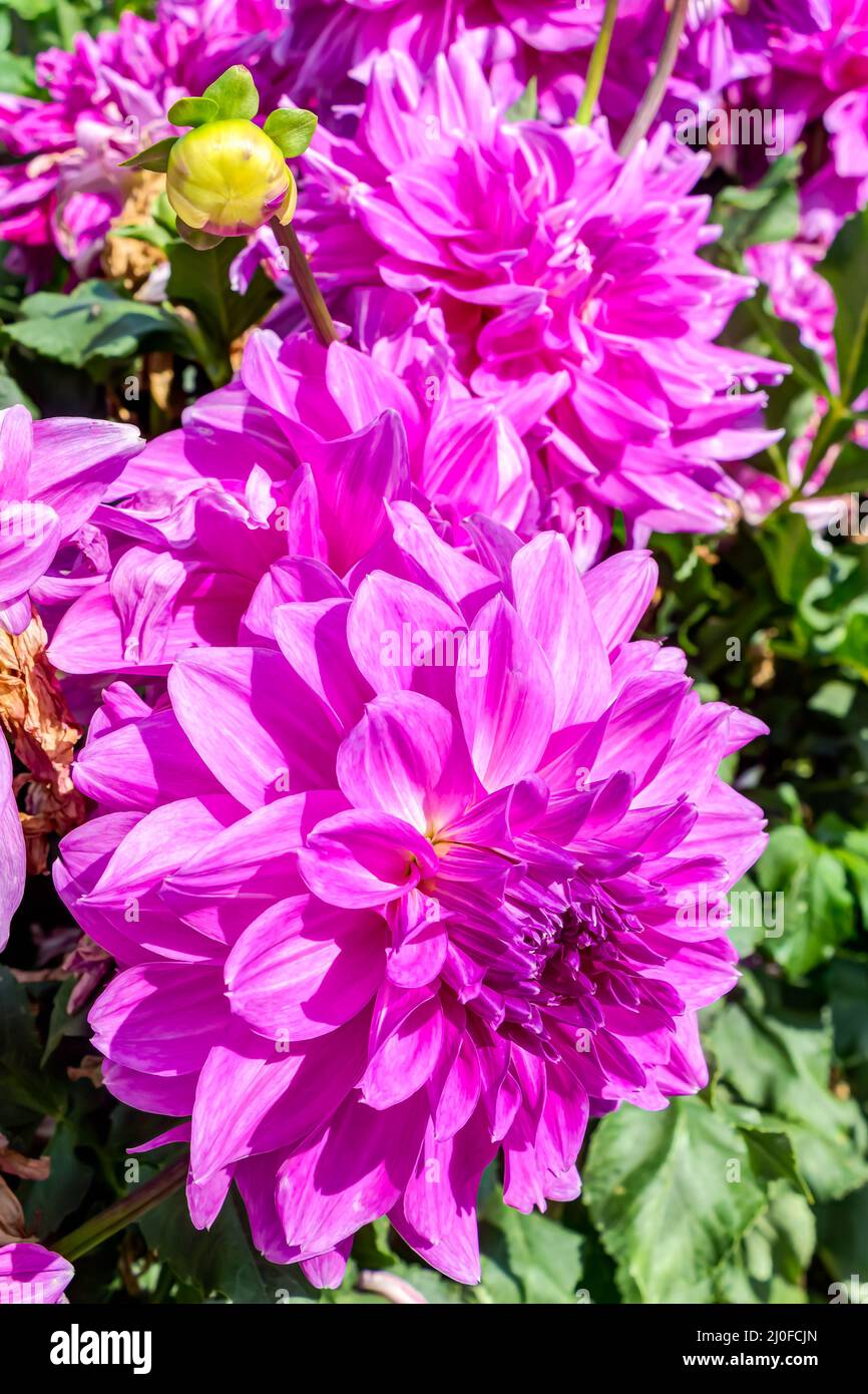 Decorative Dahlia - Alpen Pauline in full bloom Stock Photo