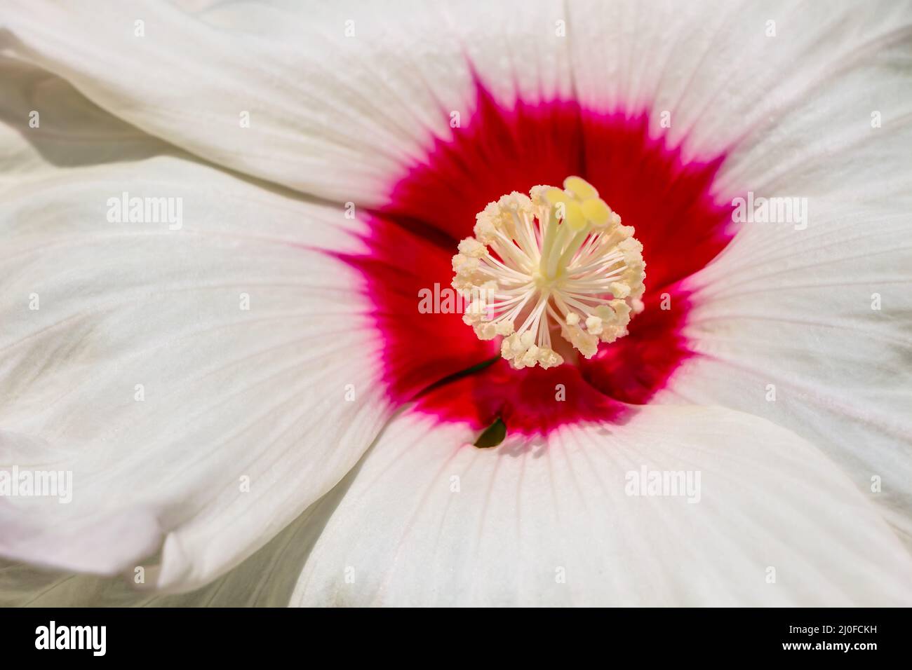 Perennial hibiscus in full bloom Stock Photo Alamy