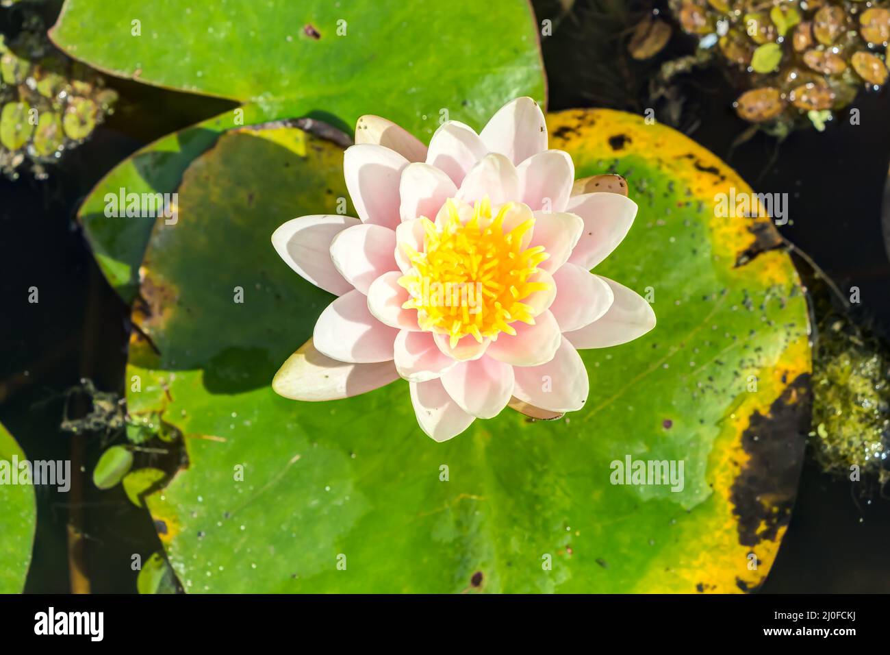 Lily on a pond hi-res stock photography and images - Alamy