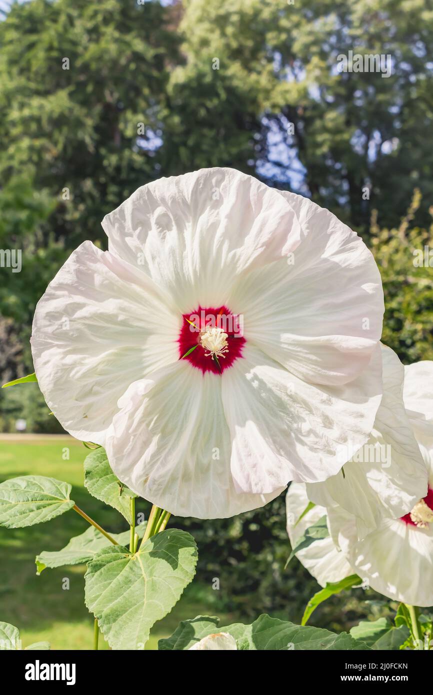 Perennial hibiscus in full bloom Stock Photo Alamy