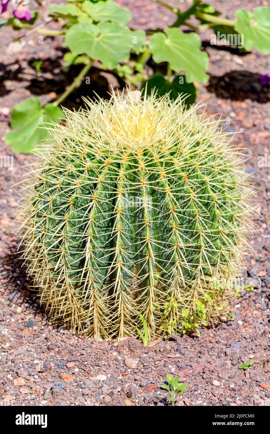 Gold ball cactus - mother-in-law Stock Photo