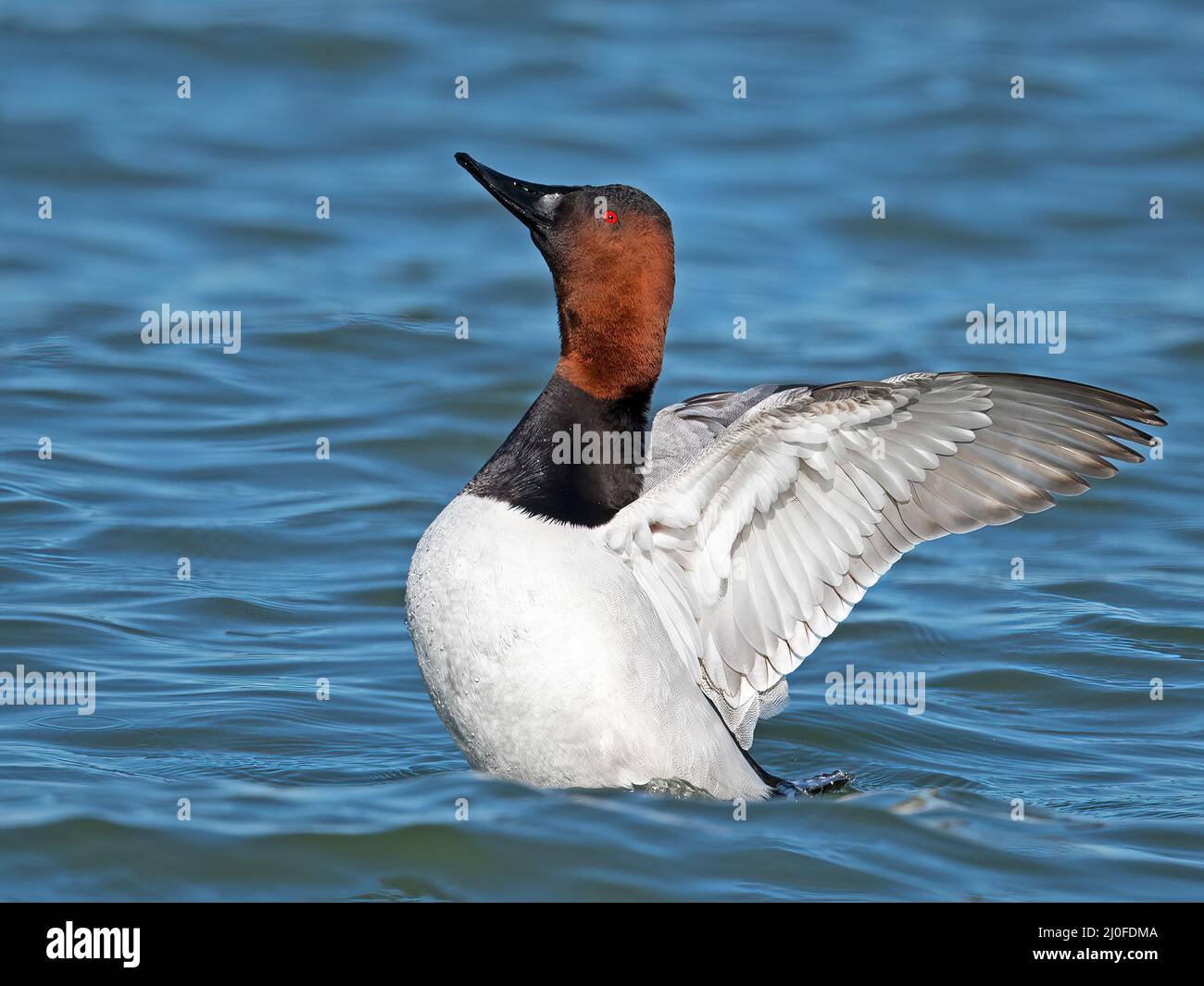 Male Canvasback Duck Displaying Wings Stock Photo