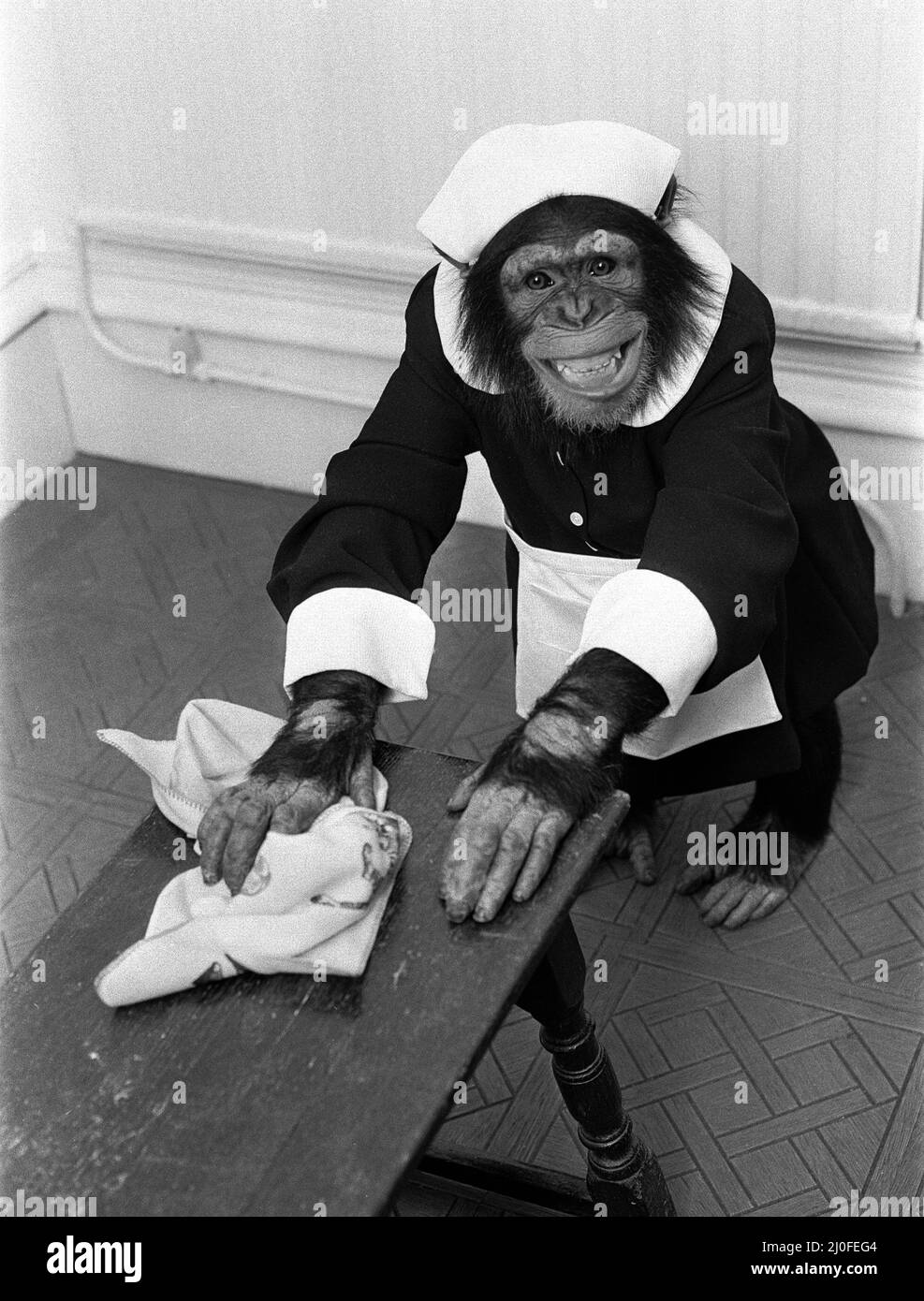 Chimp In House Funny housework Black and White Stock Photos & Images - Alamy