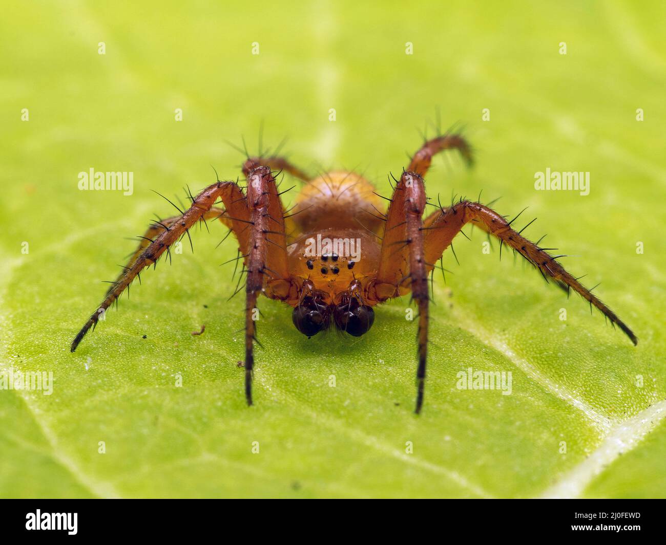 Close-up portrait of a male sixspotted orbweaver spider, Araniella displicata, facing the camera. Ladner, Delta, British Columbia, Canada Stock Photo