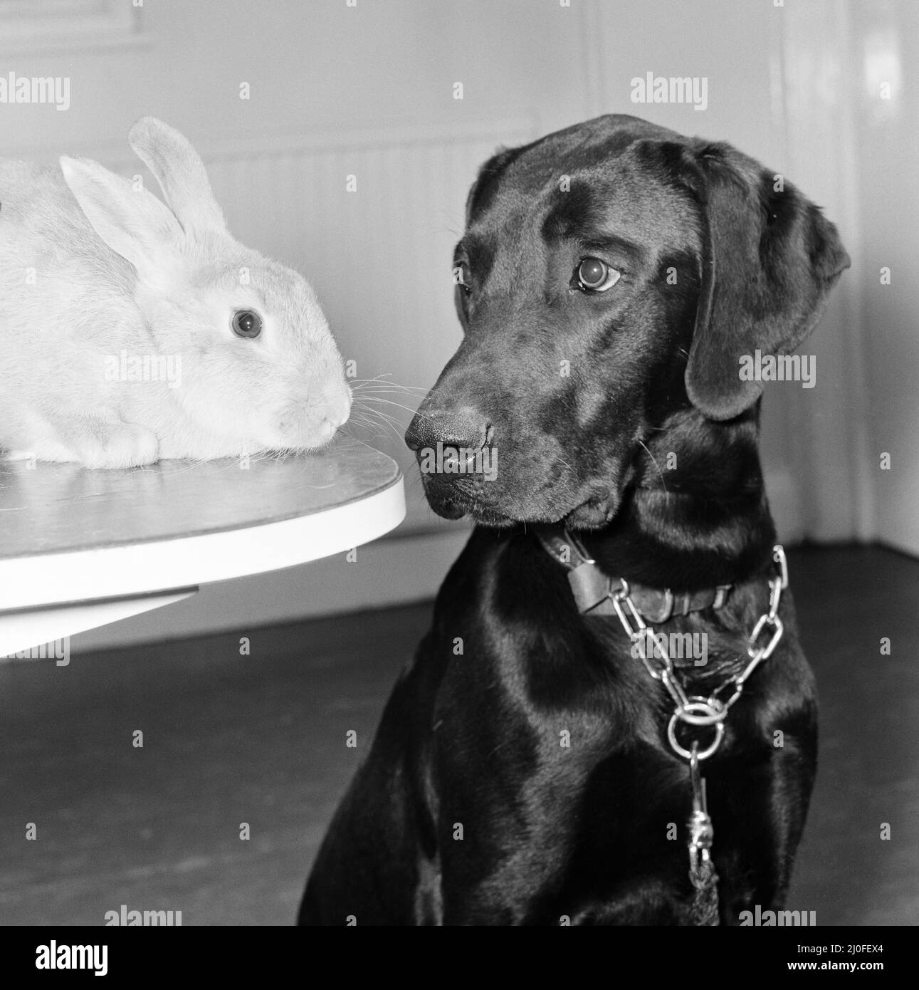 Rocky the Labrador & Ginger the Rabbit, at RSPCA, Willesden, London, 27th April 1979. Stock Photo