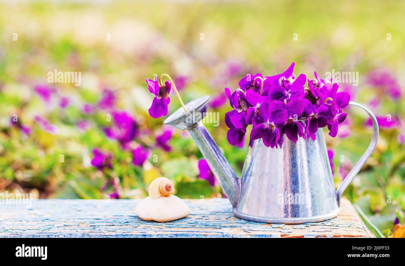 Bouquet of forest flowers violets in a tin watering can and shell snail on a stone on a blue wooden Stock Photo
