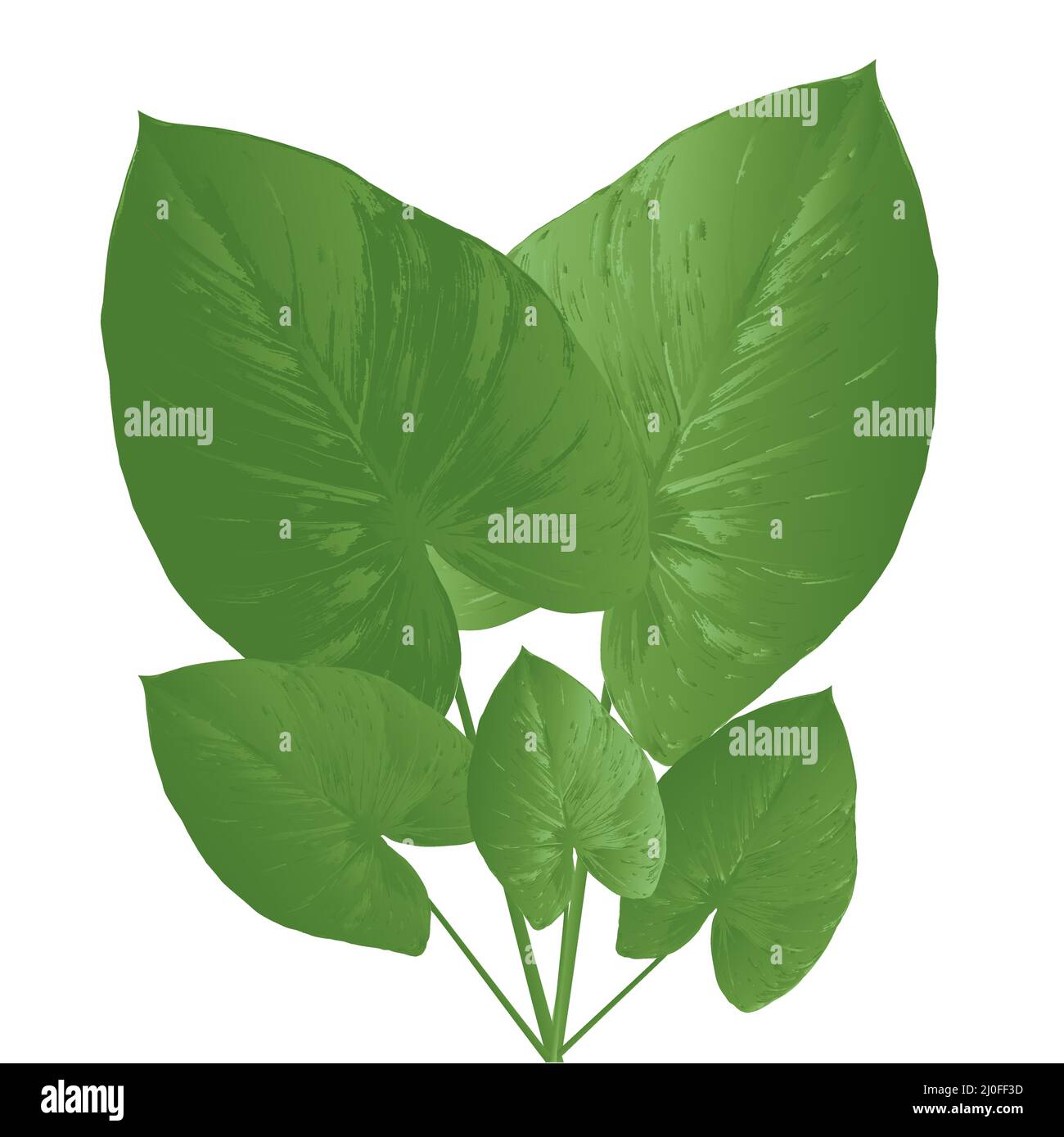bunch of large tropical green leaves on white background Stock Vector