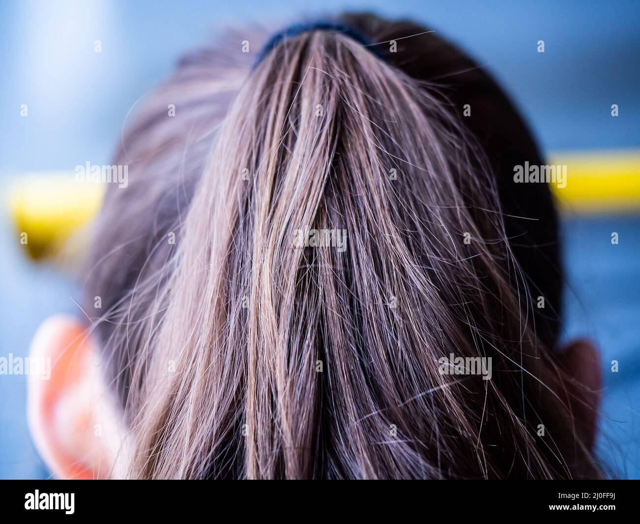 Hair gathered in a ponytail. Fragment of a woman's head, closeup. Focus in the center of the frame Stock Photo