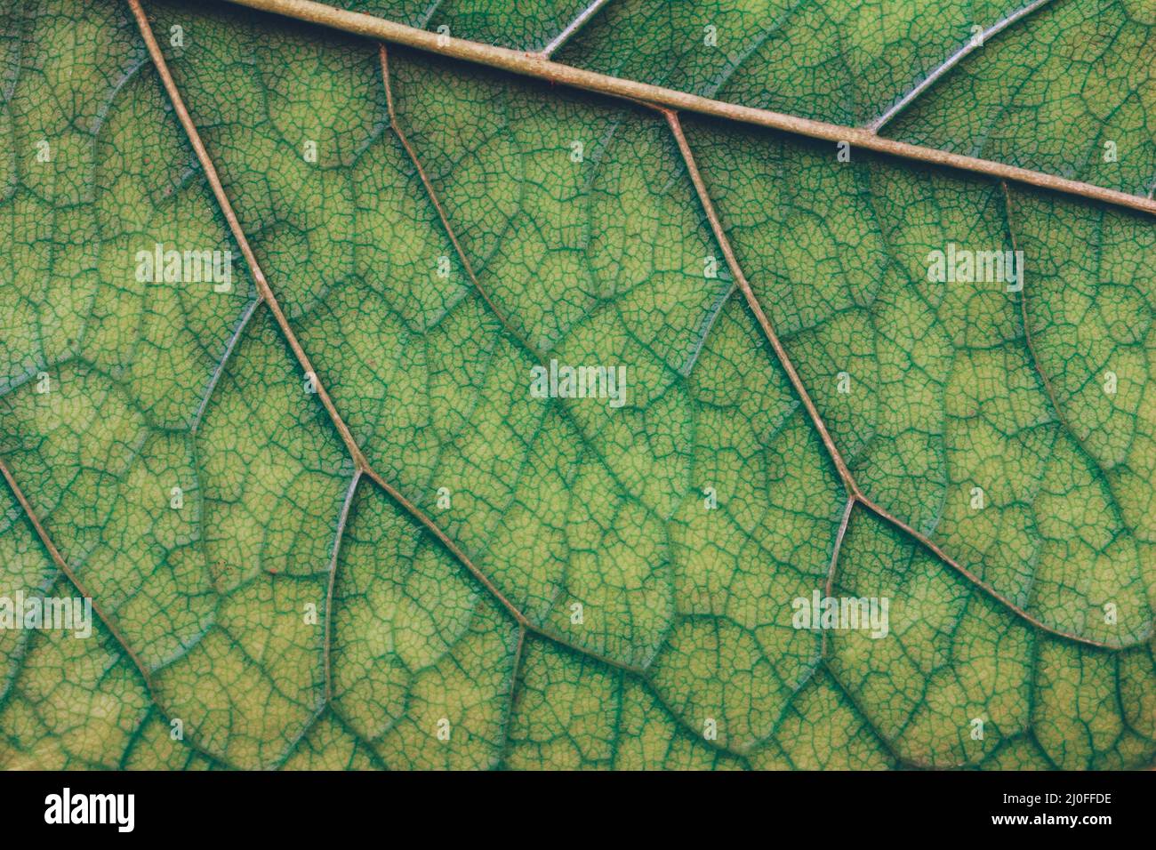 Macro texture of green leaf close up Stock Photo - Alamy