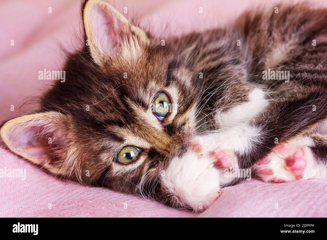 A small fluffy kitty lies on a pink blanket Stock Photo