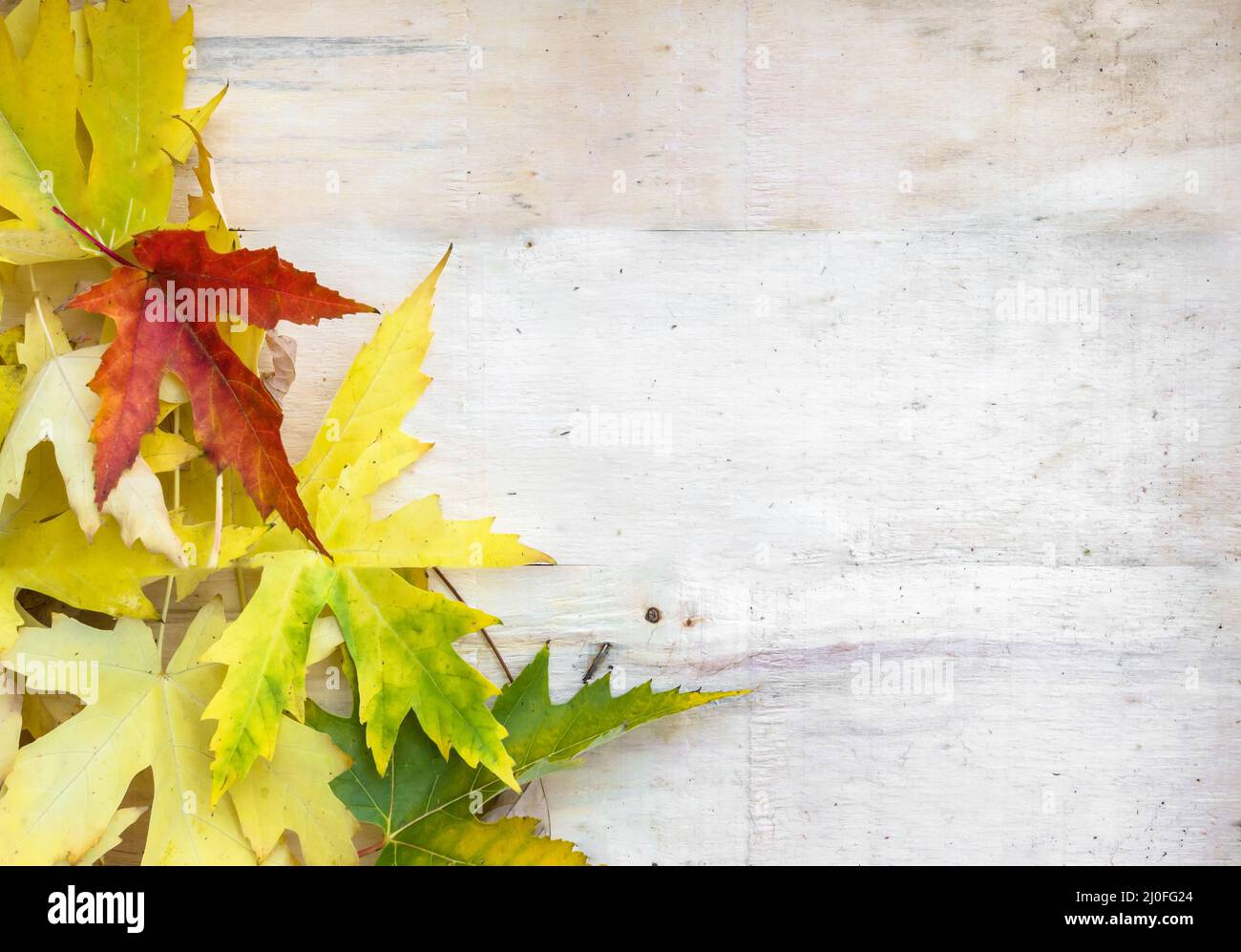 Colorful leaves on old wooden backdrop Stock Photo