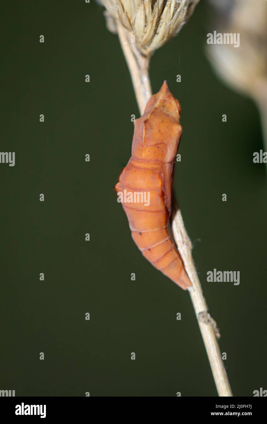 Caterpillar turns into butterfly hires stock photography and images Alamy