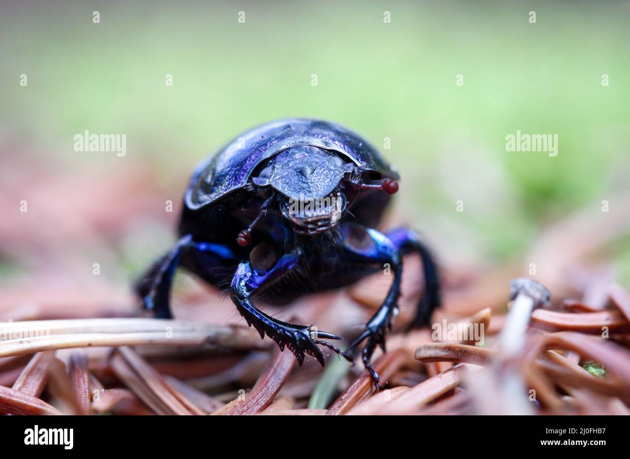 Close up of a wood dung beetle (Anoplotrupes stercorosus) on the forest floor. Stock Photo
