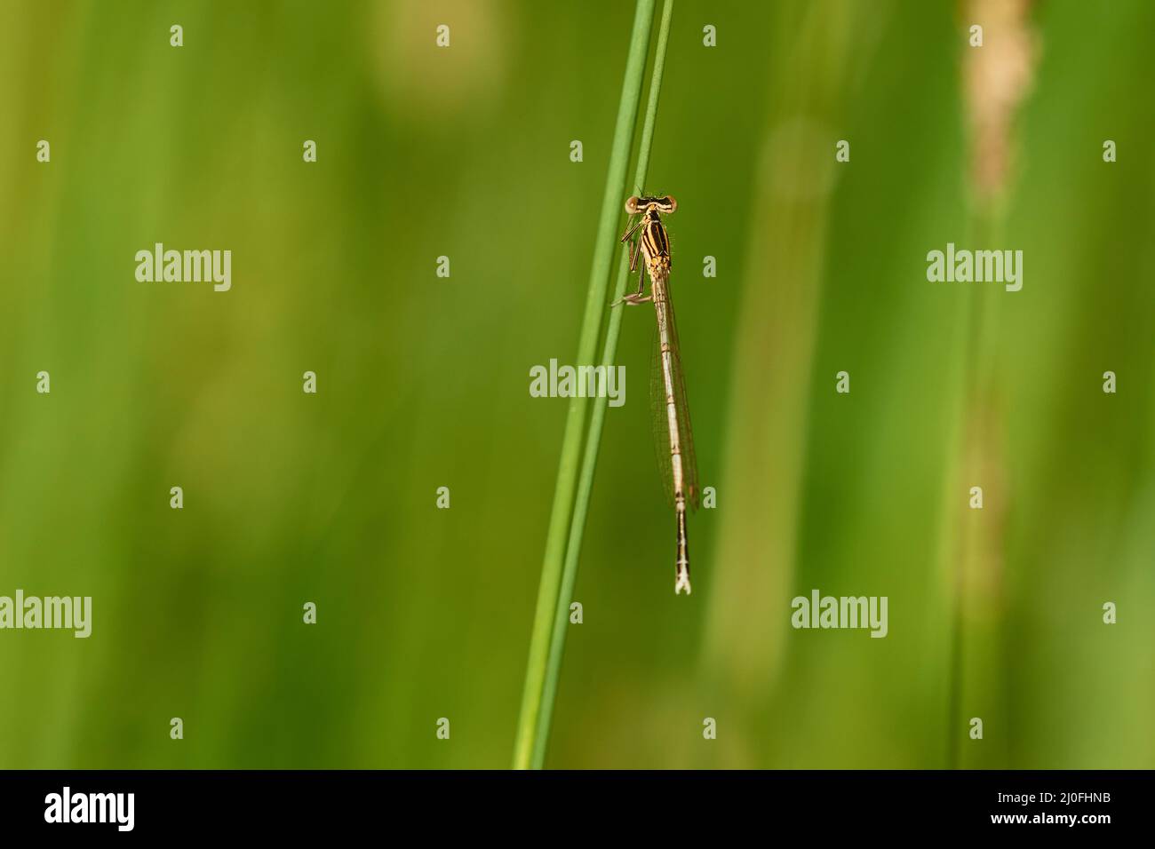 Damselfly detail hi-res stock photography and images - Alamy