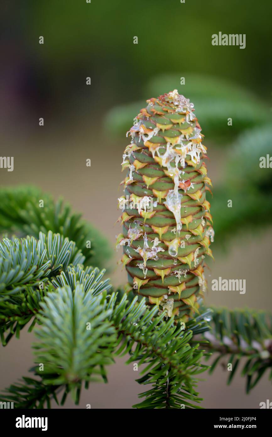 Young pine cones on a conifer are losing resin. Stock Photo