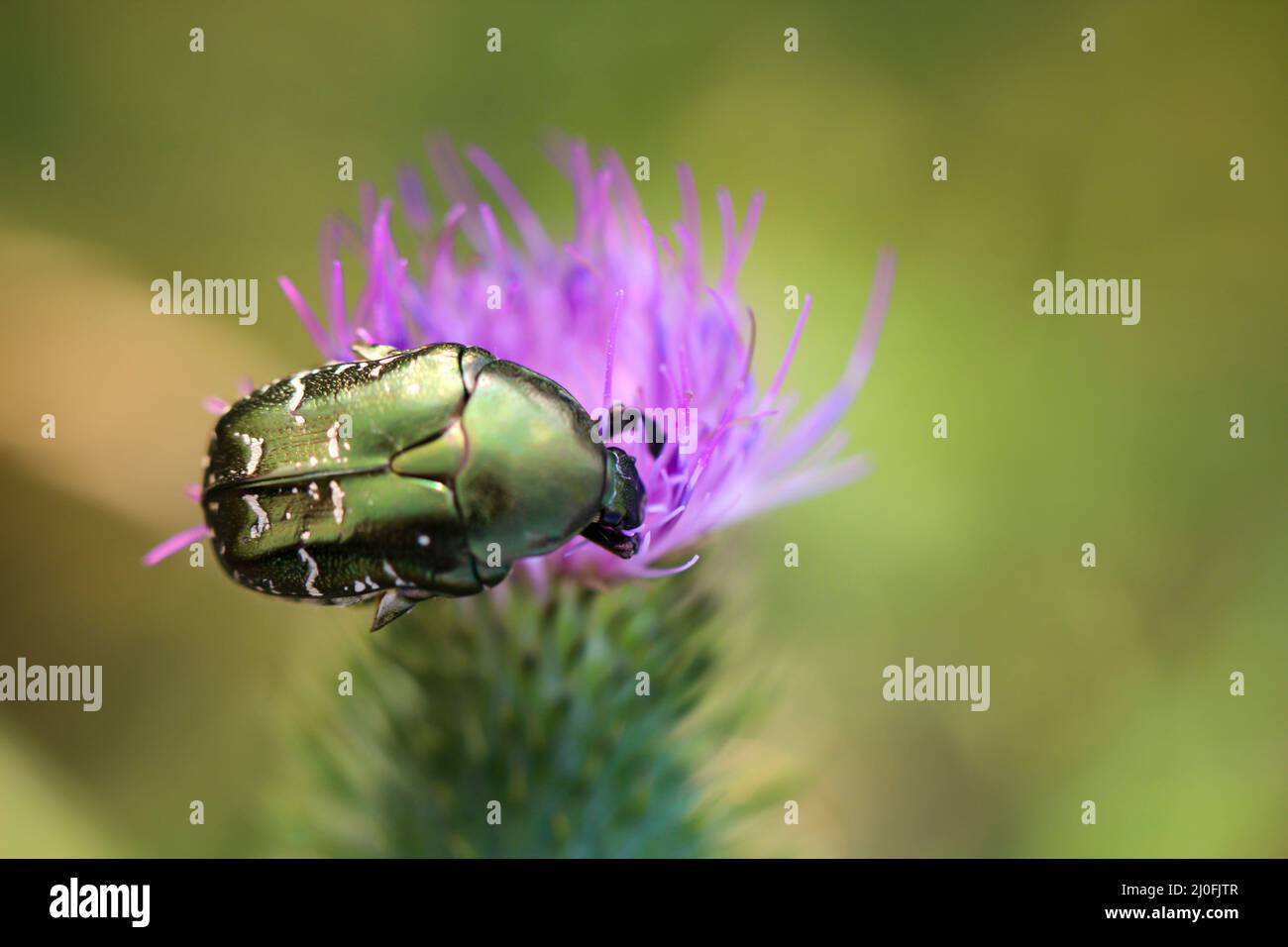 Close up of a rose chafer on a milk thistle. Stock Photo