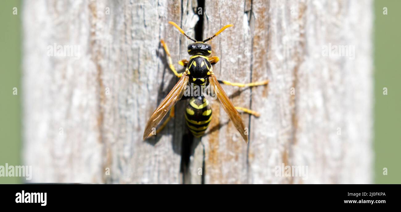 Paper Wasp closeup. Santa Clara County, California, USA. Stock Photo