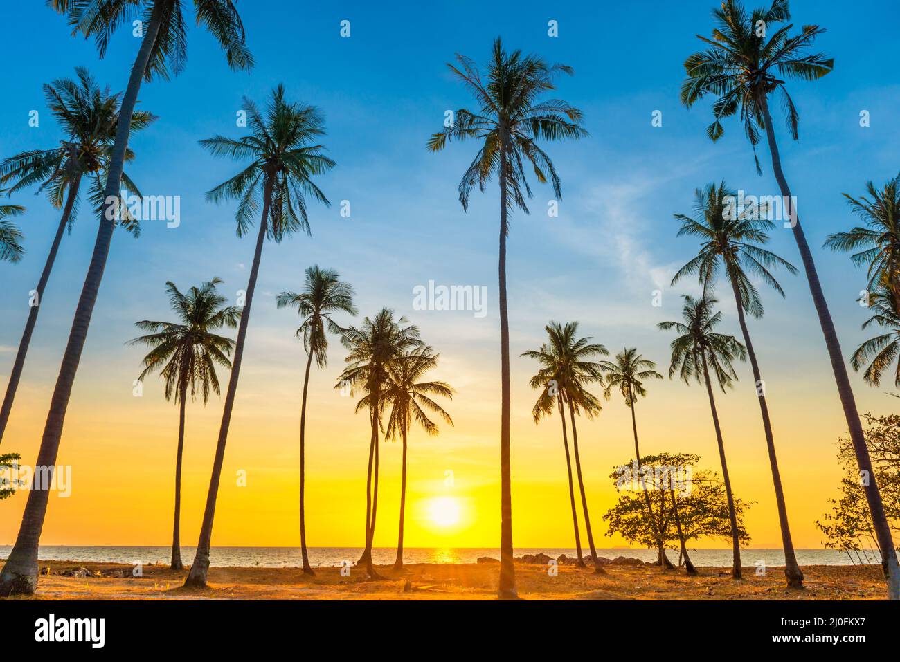 Sunset with palm trees on beach Stock Photo - Alamy