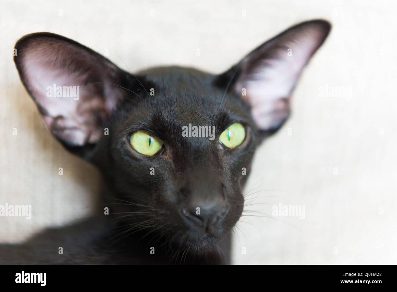 Purebred black oriental cat Stock Photo