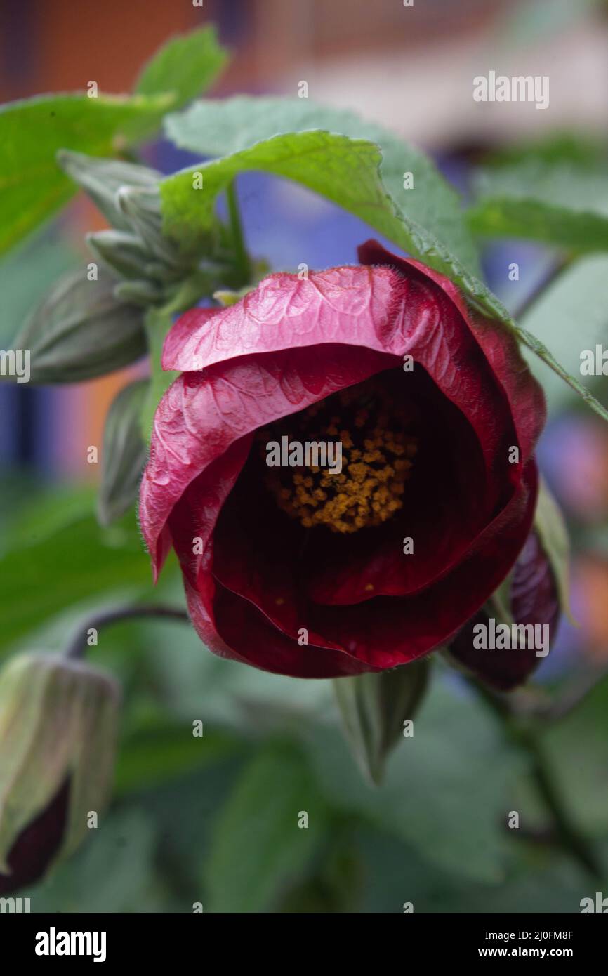 red abutilon pictum flower in front yard Stock Photo