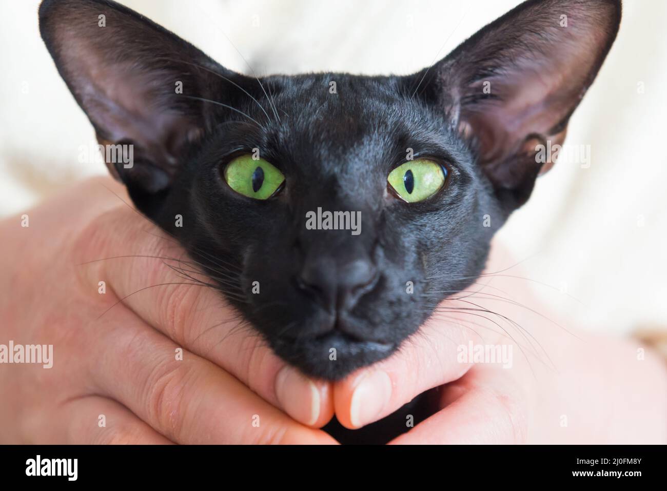 Funny black oriental cat face Stock Photo
