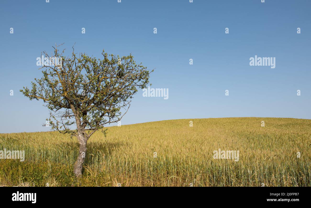 Lonely field hi-res stock photography and images - Alamy