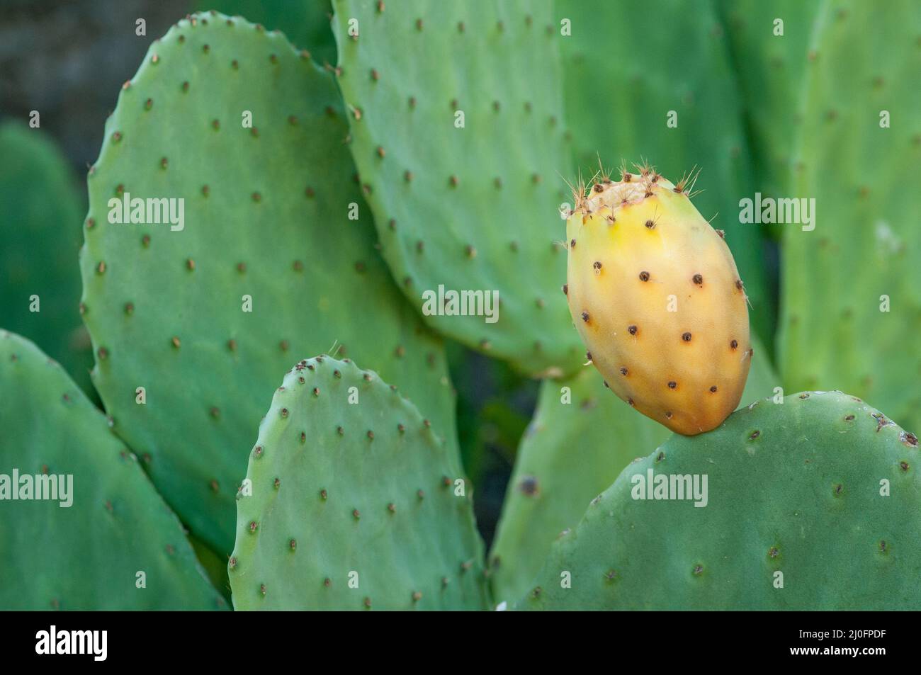 Prickly pear fruits on a cactus Stock Photo
