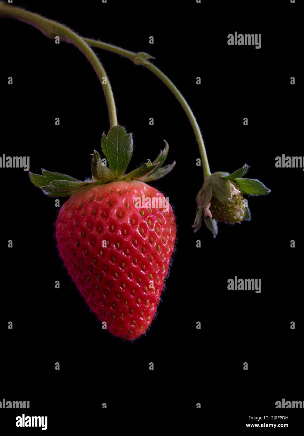 Fresh red strawberry fruit Stock Photo - Alamy